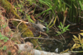 [北海道][鳥]