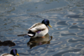 [北海道][鳥]