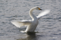 [北海道][鳥]