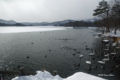 [北海道][鳥]