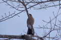 [北海道][鳥]