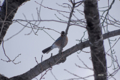 [北海道][鳥]