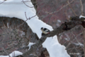 [北海道][鳥]