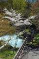 [長野県]泡の湯温泉 大露天風呂と山桜