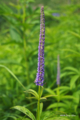 [北海道][雨竜沼湿原][花]