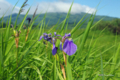 [北海道][雨竜沼湿原][花]ヒオウギアヤメ