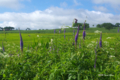 [北海道][雨竜沼湿原][花]