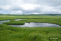 [北海道][雨竜沼湿原]