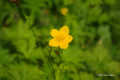 [北海道][雨竜沼湿原][花]シナノキンバイ