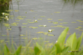 [北海道][雨竜沼湿原][花]