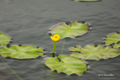 [北海道][雨竜沼湿原][花]ウリュウコウホネ