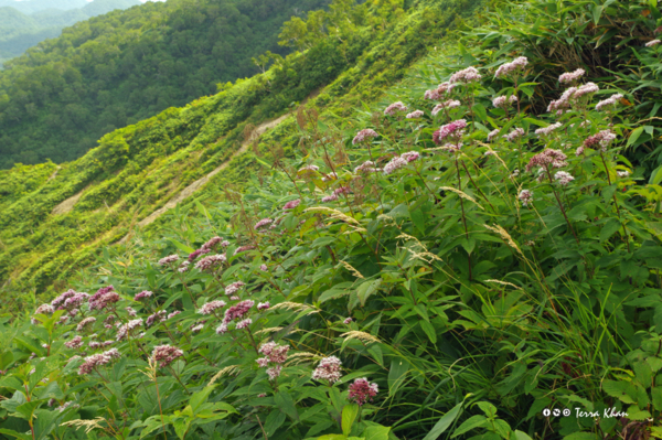 [北海道][長万部岳]