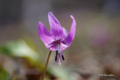 [花][道南]木地挽山 匠の森 カタクリの花