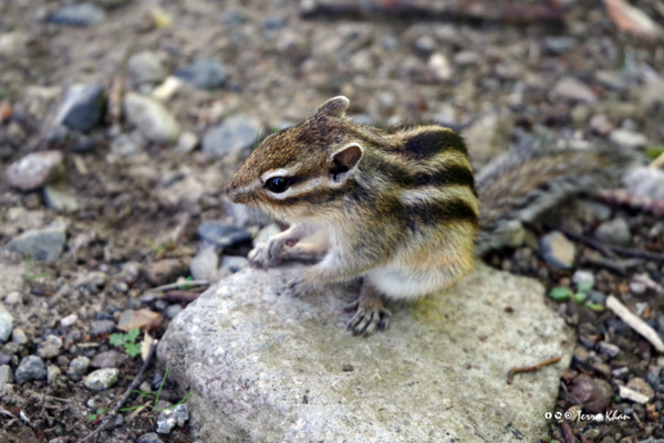 シマリス @黒岳7合目登山口