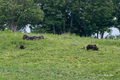 [北海道][動物][知床]ヒグマの親子 @知床五湖木道