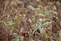 [北海道][鳥][ウトナイ湖]ハシブトガラ