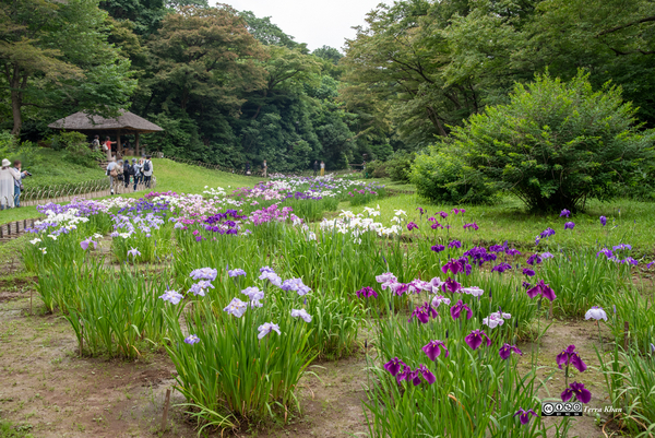 明治神宮御苑 菖蒲田