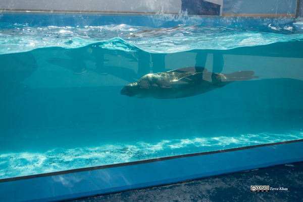  アシカ@竹島水族館
