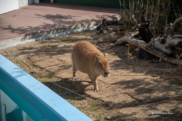  カピバラ@竹島水族館