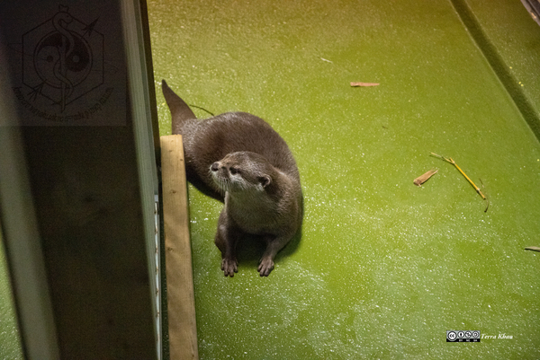  コツメカワウソ@竹島水族館