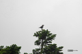 [秋田県][森吉山][鳥]ホシガラス @森吉山