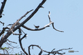 [鳥]スズメ? @東京都野鳥公園
