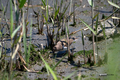 [鳥]イソシギ @東京都野鳥公園