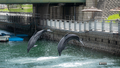 [鹿児島県][水族館]いおワールドかごしま水族館