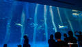 [鹿児島県][水族館]いおワールドかごしま水族館