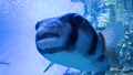 [鹿児島県][水族館]いおワールドかごしま水族館