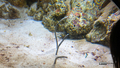 [鹿児島県][水族館]いおワールドかごしま水族館