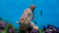 [鹿児島県][水族館]いおワールドかごしま水族館