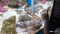 [鹿児島県][水族館]いおワールドかごしま水族館