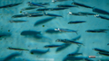 [鹿児島県][水族館] イカナゴ @いおワールドかごしま水族館