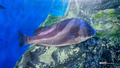 [鹿児島県][水族館]いおワールドかごしま水族館