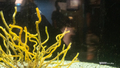 [鹿児島県][水族館]いおワールドかごしま水族館