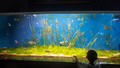 [鹿児島県][水族館]いおワールドかごしま水族館
