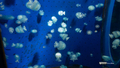 [鹿児島県][水族館]いおワールドかごしま水族館