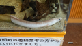 [鹿児島県][水族館]いおワールドかごしま水族館