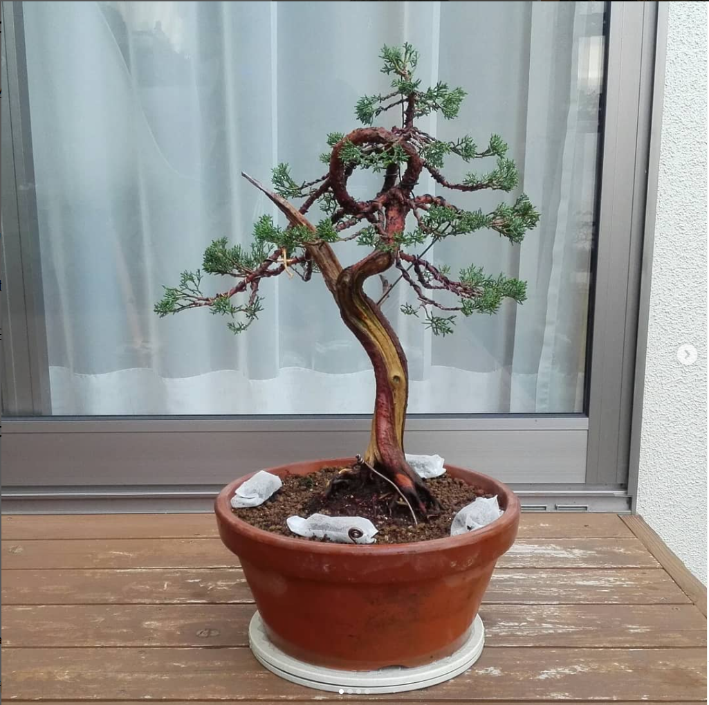 筑前堂の盆栽:真柏の育成ストーリー - Tesshanの日記