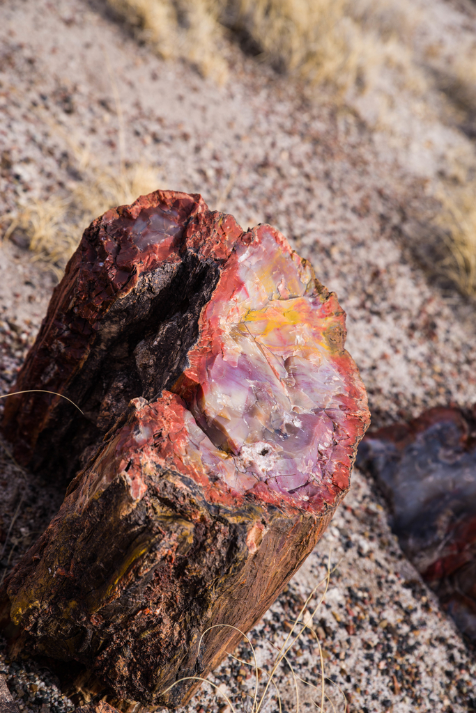 赤褐色の大きな自然石 化石の森を撮る！- セドナ旅行 3日目 - - Outdoor Photography from USA