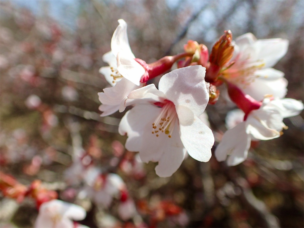 f:id:Tetsuta:20210506121812j:image f:id:Tetsuta:20210506121812j:image