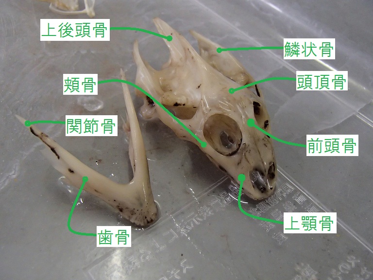 スッポン頭骨標本 - 桐朋生物部のブログ