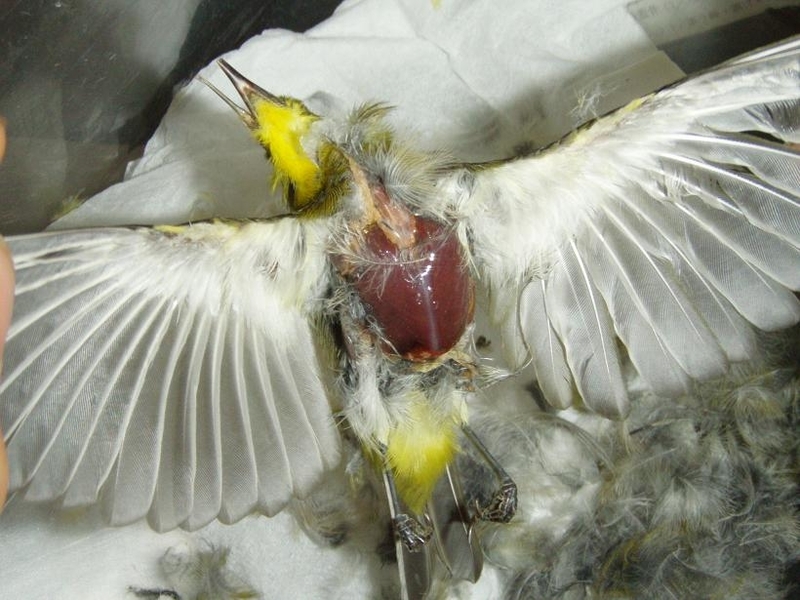 鳥類骨格標本 第一部 下ごしらえ 桐朋生物部のブログ