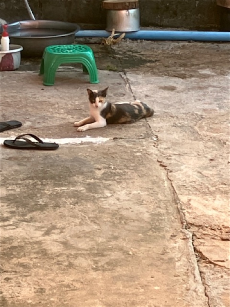 f:id:Thaisuki:20231124122541j:image f:id:Thaisuki:20231124122541j:image