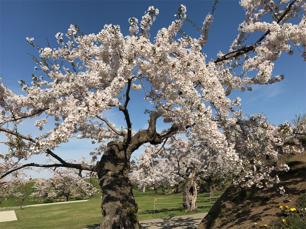 f:id:TheNonky:20170506031815j:image