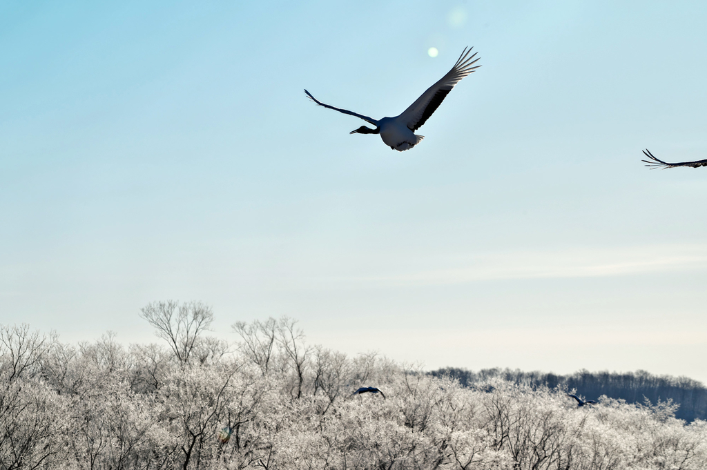 f:id:TheNonky:20190102131225j:plain