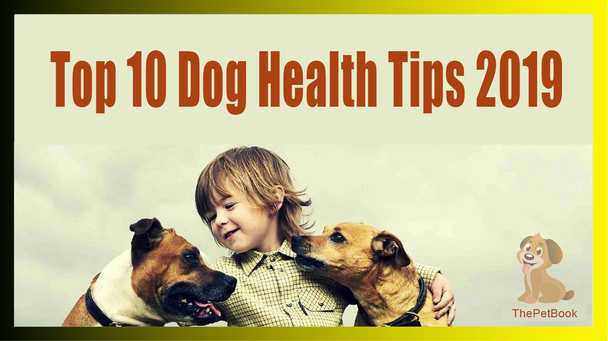 Top 10 Secret Dog Health Tips You Should Know 2019 Thepetbook