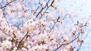 f:id:ThomasTX:20190405083249j:plain f:id:ThomasTX:20190405083249j:plain