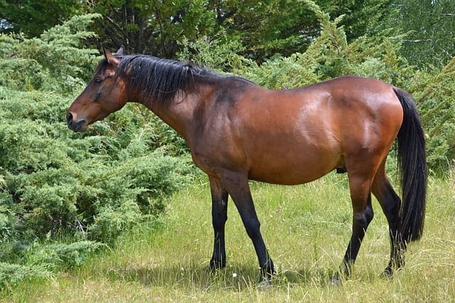 f:id:Thoroughbred:20200804004006j:plain f:id:Thoroughbred:20200804004006j:plain
